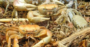 PÂQUES 2020 : FAISONS L’IMPASSE Matoutou crabe pâques Martinique Tous Créoles !